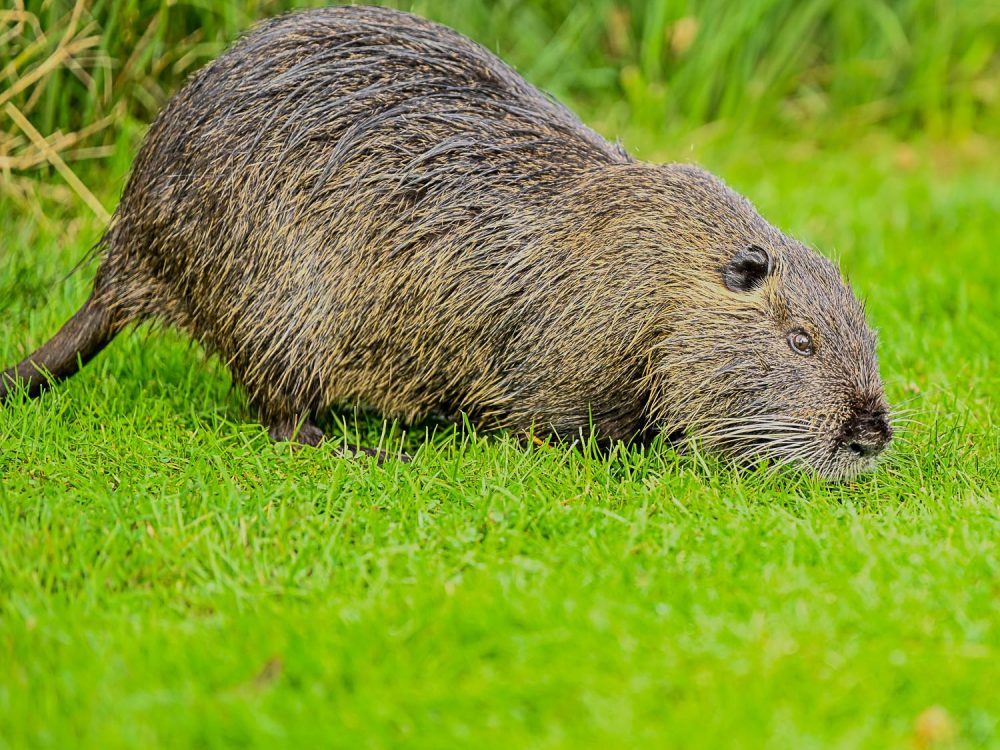 Wildlife-Photography-3